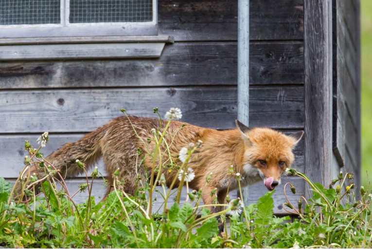 Fox creeping by a henhouse