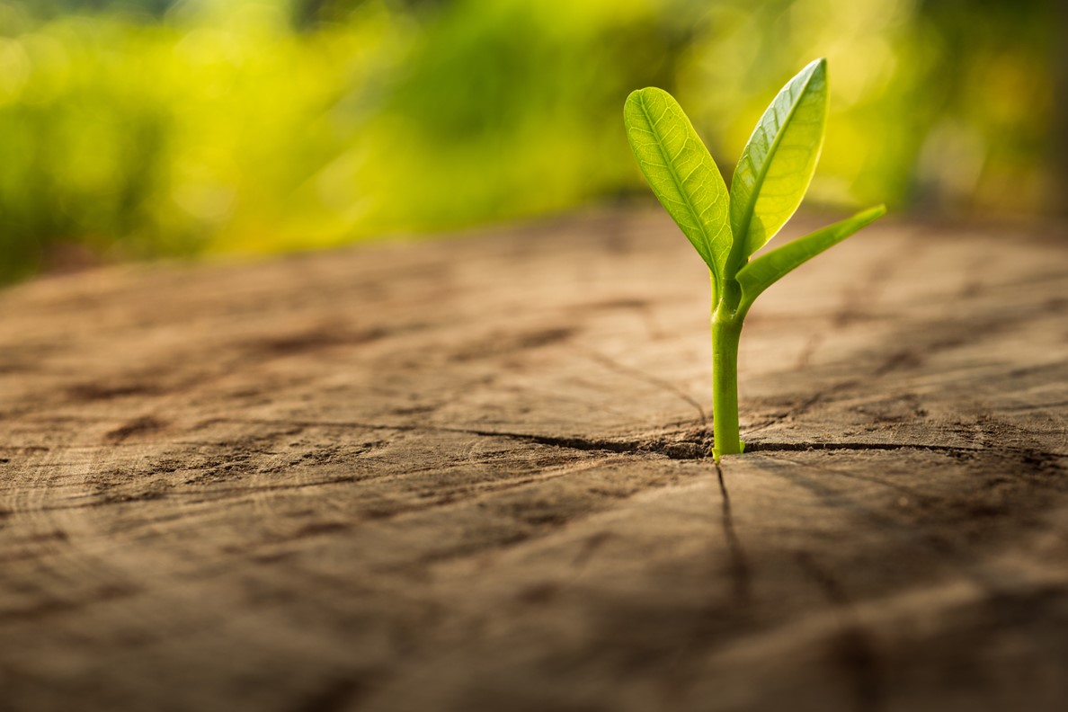 Plant sprout growing out of tree stump