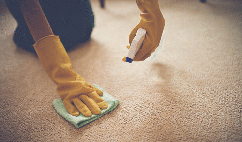 Person cleaning a spot on a carpet