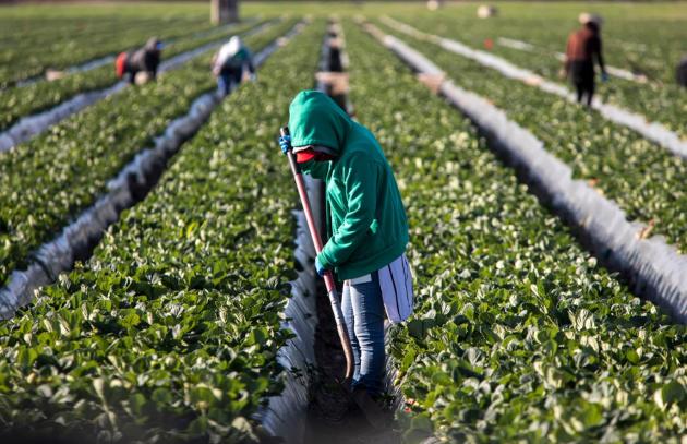 Female farm worker in field