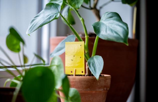 Sticky insect trap next to houseplant