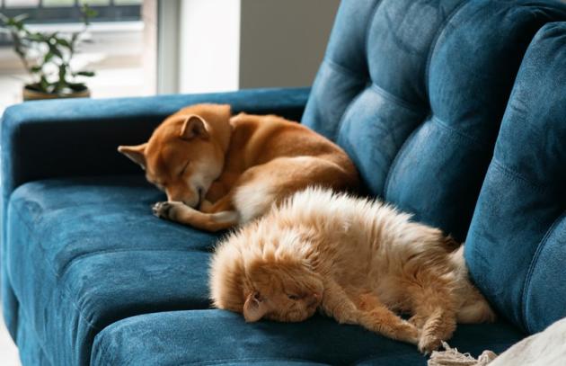 Cat and dog sleeping on couch