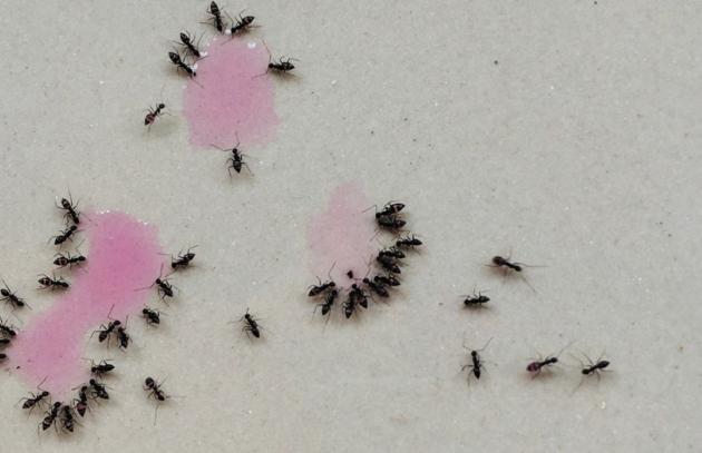 Ants gathered around a spill
