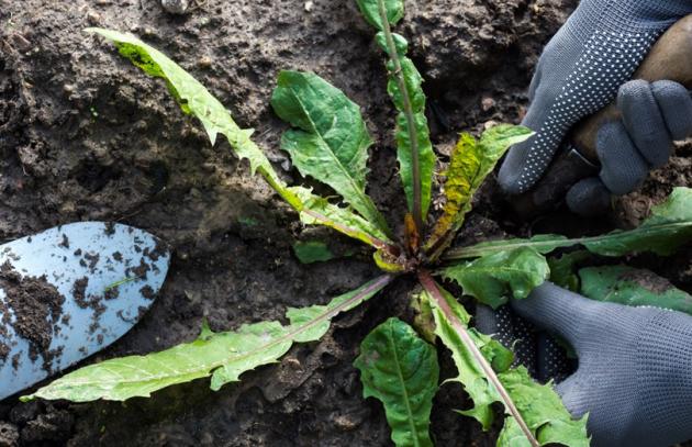 Hands digging up a weed in garden