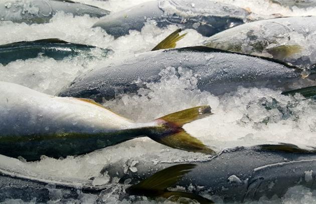 Fish on ice at grocery store