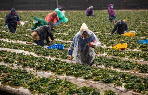 Workers picking produce in a field