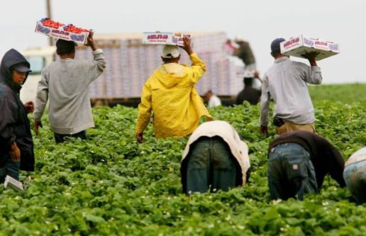 Workers picking produce in field