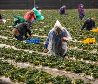 Workers picking produce in a field