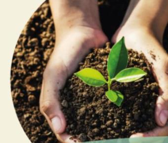 Hands in soil picking up a seedling