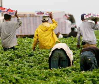 Workers picking produce in field