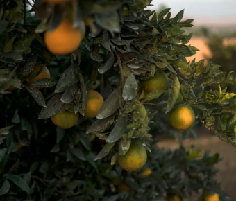 Oranges on a tree in grove