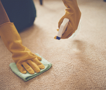 Person cleaning a spot on a carpet